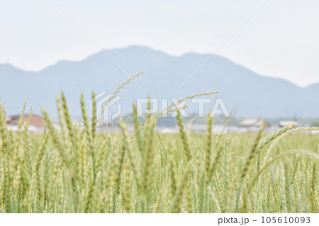 広がる小麦畑 広がる小麦畑 105610093