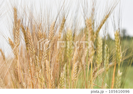 広がる小麦畑 広がる小麦畑 105610096