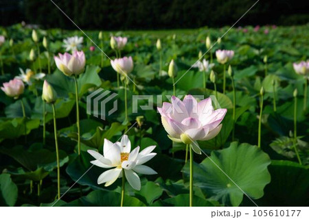 白い蓮の花 白い蓮の花 105610177