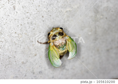 セミの羽化 105610200