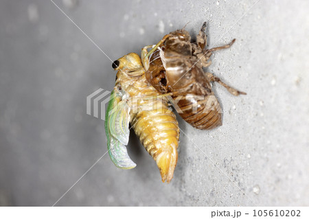 セミの羽化 セミの羽化 105610202