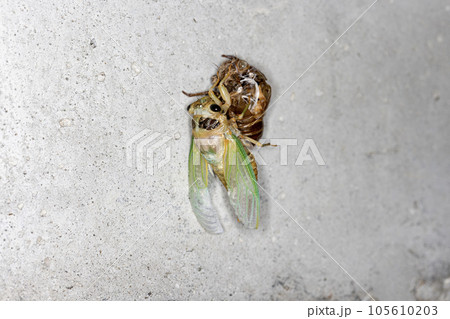 セミの羽化 セミの羽化 105610203