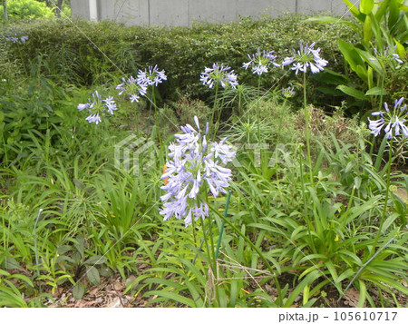 夏の花アガパンサスの青い花 105610717