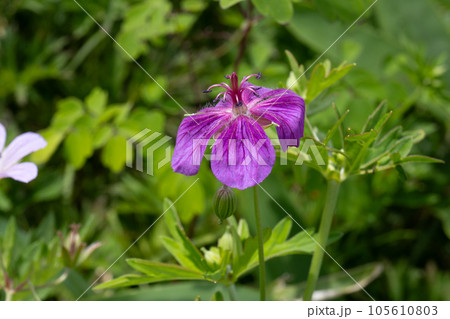 色が濃いアサマフウロの花をアップ【八島ヶ原湿原・霧ヶ峰高原】長野県下諏訪町 色が濃いアサマフウロの花をアップ【八島ヶ原湿原・霧ヶ峰高原】長野県下諏訪町 105610803