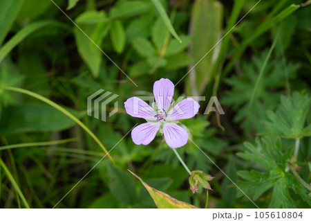 真上から見たピンクのハクサンフウロの花【霧ヶ峰高原】長野県下諏訪町 真上から見たピンクのハクサンフウロの花【霧ヶ峰高原】長野県下諏訪町 105610804