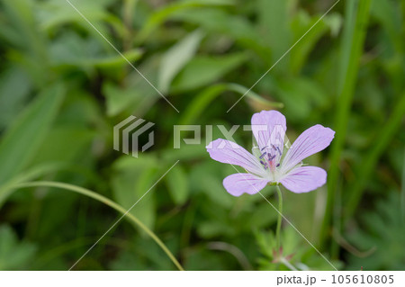 斜めに見るハクサンフウロの花【霧ヶ峰高原】長野県下諏訪町 105610805