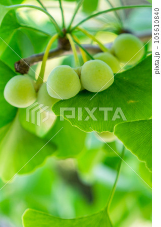 京都市上京区の京都御苑内のイチョウの実（ぎんなん） 105610840