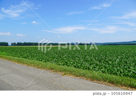 ビート畑(甜菜畑・十勝地方) ビート畑(甜菜畑・十勝地方) 105610947