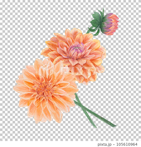 Orange dahlia watercolor illustration. Hand drawn botanical painting, floral sketch. Colorful flower clipart for summer or autumn design of wedding invitation, prints, greetings, sublimation, textile 105610964