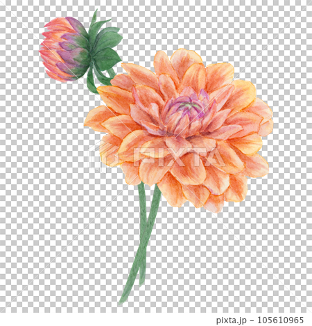 Orange dahlia watercolor illustration. Hand drawn botanical painting, floral sketch. Colorful flower clipart for summer or autumn design of wedding invitation, prints, greetings, sublimation, textile 105610965