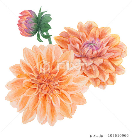 Orange dahlia watercolor illustration. Hand drawn botanical painting, floral sketch. Colorful flower clipart for summer or autumn design of wedding invitation, prints, greetings, sublimation, textile Orange dahlia watercolor illustration. Hand drawn botanical painting, floral sketch. Colorful flower clipart for summer or autumn design of wedding invitation, prints, greetings, sublimation, textile 105610966