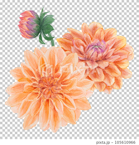 Orange dahlia watercolor illustration. Hand drawn botanical painting, floral sketch. Colorful flower clipart for summer or autumn design of wedding invitation, prints, greetings, sublimation, textile Orange dahlia watercolor illustration. Hand drawn botanical painting, floral sketch. Colorful flower clipart for summer or autumn design of wedding invitation, prints, greetings, sublimation, textile 105610966