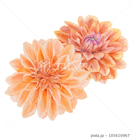 Orange dahlia watercolor illustration. Hand drawn botanical painting, floral sketch. Colorful flower clipart for summer or autumn design of wedding invitation, prints, greetings, sublimation, textile 105610967