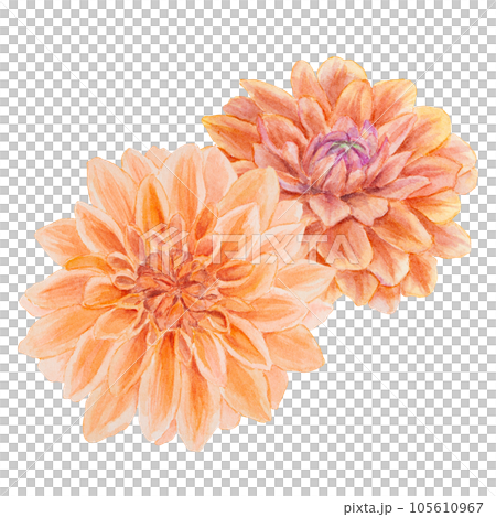 Orange dahlia watercolor illustration. Hand drawn botanical painting, floral sketch. Colorful flower clipart for summer or autumn design of wedding invitation, prints, greetings, sublimation, textile 105610967