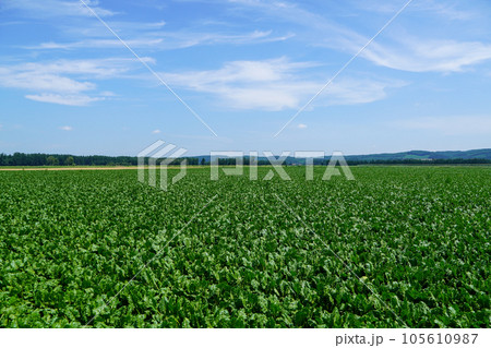ビート畑(甜菜畑・十勝地方) ビート畑(甜菜畑・十勝地方) 105610987