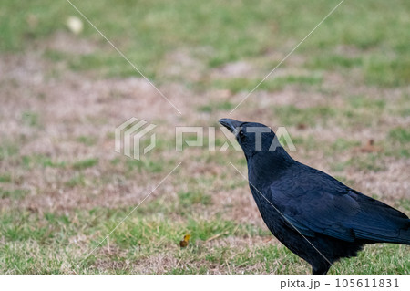 散歩するカラス 105611831