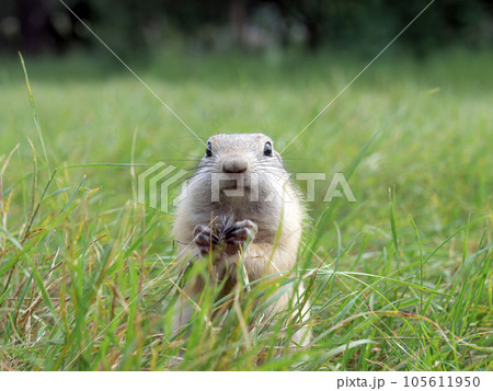 Prairie dog is eating a food holding it its front paws Prairie dog is eating a food holding it its front paws 105611950