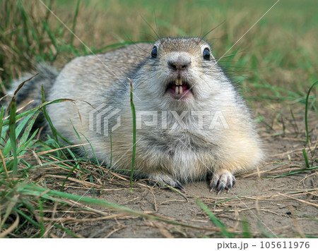 Prairie dog is looking at the camera on the grassy field Prairie dog is looking at the camera on the grassy field 105611976