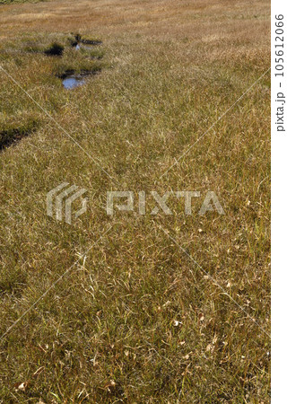 至仏山登山、尾瀬、群馬県 105612066