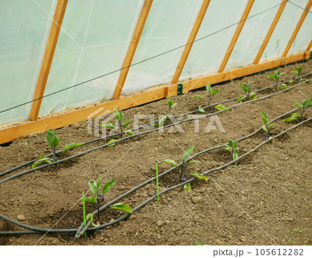 Eggplant seedling bloom close-up planting Solanum melongena blossom aubergine growing flower grow violet brinjal bio vegetable plantation baigan farmer farming greenhouse folio farm plant Europe 105612282