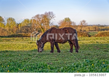 Pony grazes on the lawn during the morning dawn with the rays of the sun 105613007