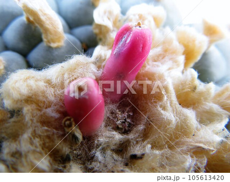 シードポット 105613420