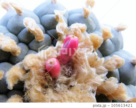 シードポット 105613421