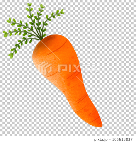Carrot Carrot 105613837