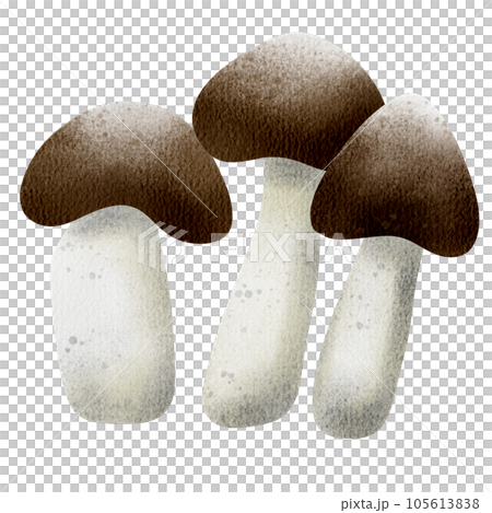 Mushroom  105613838