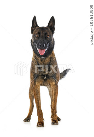 malinois in studio malinois in studio 105613909