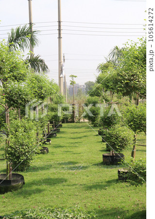 Ficus Topiary tree plant on farm Ficus Topiary tree plant on farm 105614272