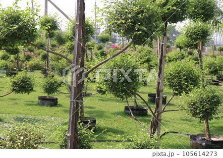 Ficus Topiary tree plant on farm Ficus Topiary tree plant on farm 105614273