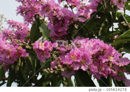 Lagerstroemia speciosa flower plant on farm 105614278