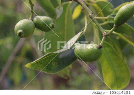Syzygium jambos fruit on tree in farm Syzygium jambos fruit on tree in farm 105614281