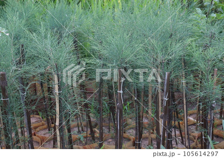 Casuarina Equisetifolia Plant on nursery Casuarina Equisetifolia Plant on nursery 105614297
