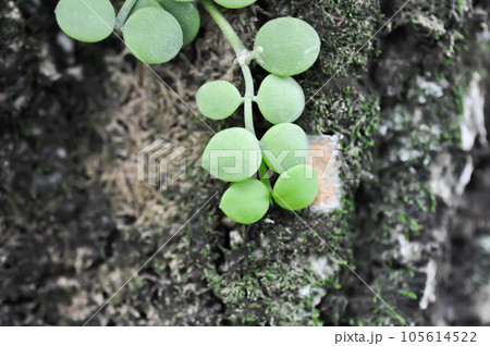 Dischidia nummularia Variegata, Dischidia nummularia Variegatege Dischidia nummularia Variegata, Dischidia nummularia Variegatege 105614522