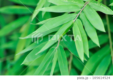Bamboo, GRAMINEAE or POACEAE or Bambusa arundinacea Willd or Thorn Bamboo or Spiny Bamboo or Bambusa vulgaris schrad or Feathery Bamboo or Dendrocalamus strictus Nees or Male Bamboo Bamboo, GRAMINEAE or POACEAE or Bambusa arundinacea Willd or Thorn Bamboo or Spiny Bamboo or Bambusa vulgaris schrad or Feathery Bamboo or Dendrocalamus strictus Nees or Male Bamboo 105614524