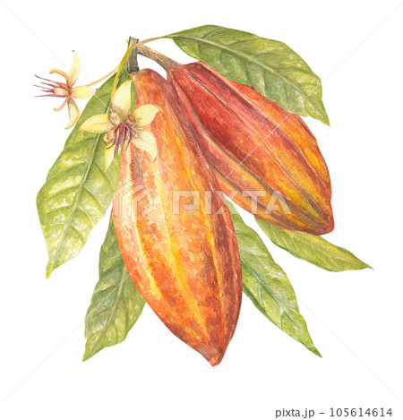 Watercolor illustration of cocoa leaves, red cocoa fruit and flowers. Isolated hand drawn illustration. Suitable for packaging design, menu Watercolor illustration of cocoa leaves, red cocoa fruit and flowers. Isolated hand drawn illustration. Suitable for packaging design, menu 105614614