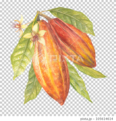 Watercolor illustration of cocoa leaves, red cocoa fruit and flowers. Isolated hand drawn illustration. Suitable for packaging design, menu Watercolor illustration of cocoa leaves, red cocoa fruit and flowers. Isolated hand drawn illustration. Suitable for packaging design, menu 105614614