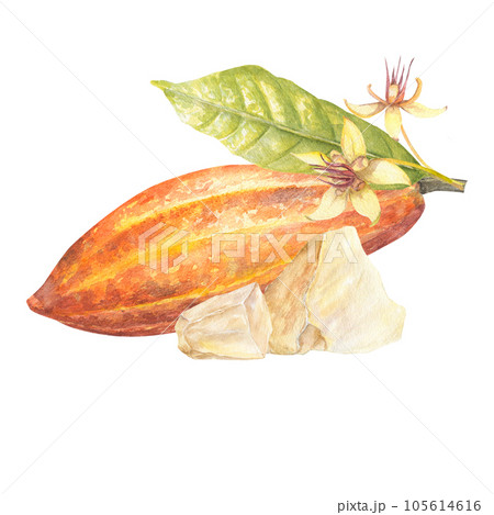 Watercolor illustration of red cocoa fruit with leaf and white cocoa butter . Isolated hand drawn illustration. Suitable for packaging design, menu 105614616