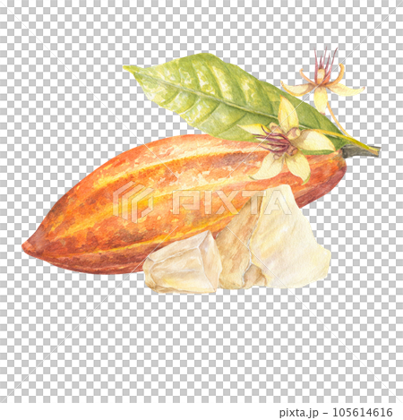 Watercolor illustration of red cocoa fruit with leaf and white cocoa butter . Isolated hand drawn illustration. Suitable for packaging design, menu 105614616