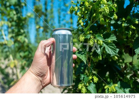 A man's hand holds a clean aluminum beer can without a logo on the background of a field of hops 105614975