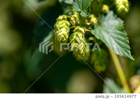Cones of unripe young hops on a sunny day macro Cones of unripe young hops on a sunny day macro 105614977