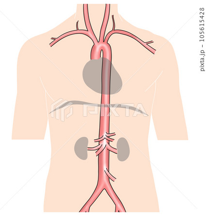 首から腰までのシンプルな大動脈概略図 105615428