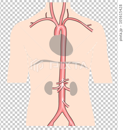 首から腰までのシンプルな大動脈概略図 105615428