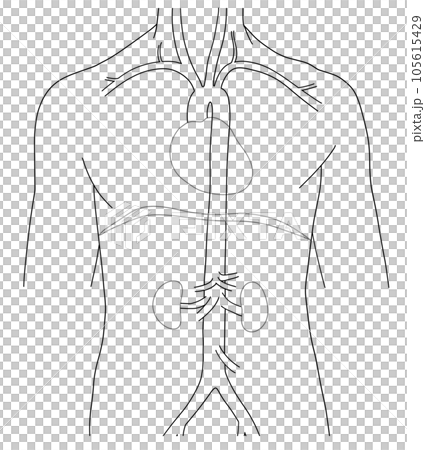 Simple aorta schematic from neck to waist Simple aorta schematic from neck to waist 105615429