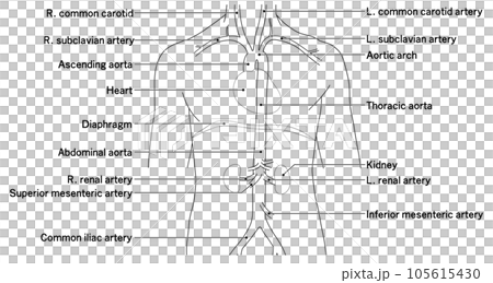 Simple aorta schematic from neck to waist Simple aorta schematic from neck to waist 105615430