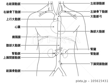 首から腰までのシンプルな大動脈概略図 105615431