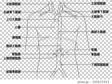 首から腰までのシンプルな大動脈概略図 105615431