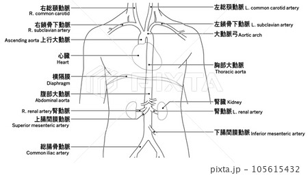 首から腰までのシンプルな大動脈概略図 首から腰までのシンプルな大動脈概略図 105615432